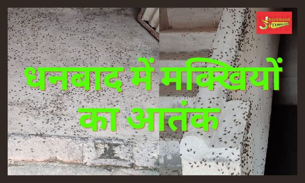 Terror of flies in Dhanbad, food and drink of 12000 people of 8 villages sleep haraam