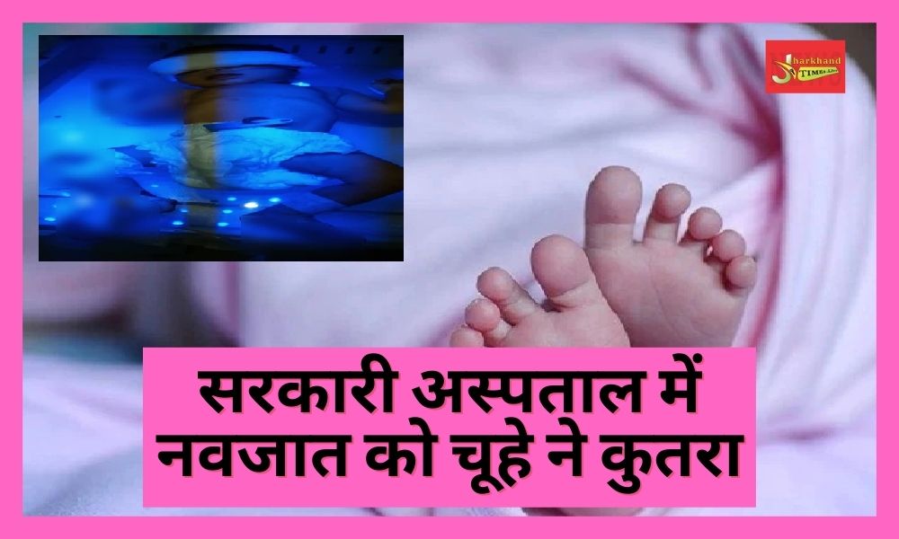 Negligence of Giridih's government hospital, rat bites newborn, condition critical