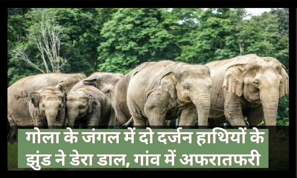 terror of elephants in gola