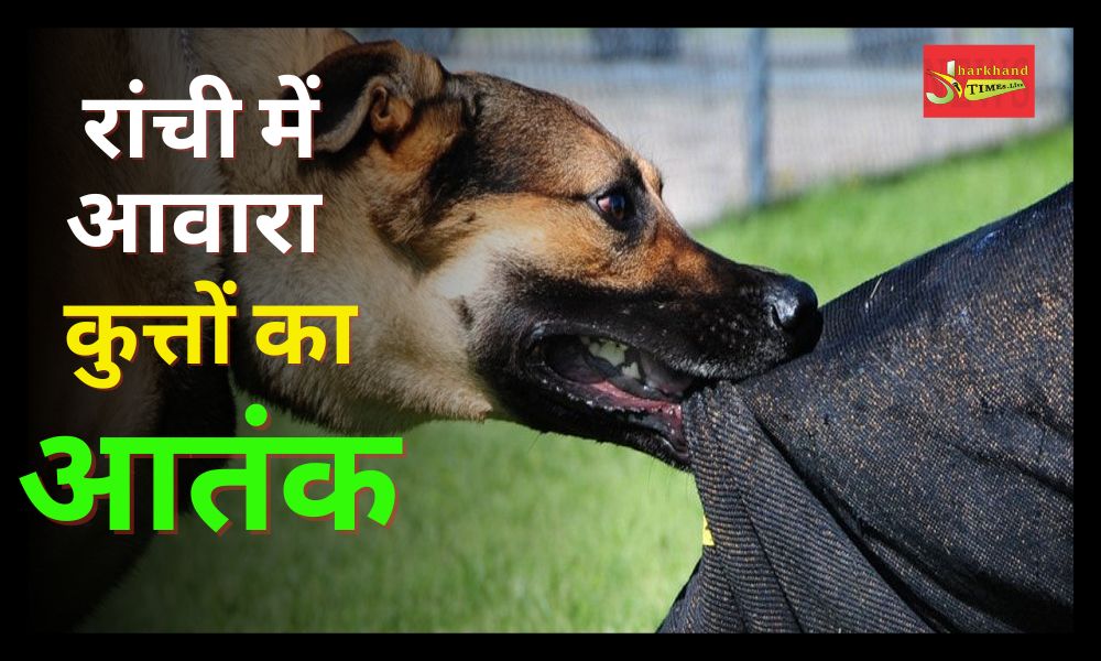 Terror of stray dogs in Ranchi, 250 people are being victimized every day