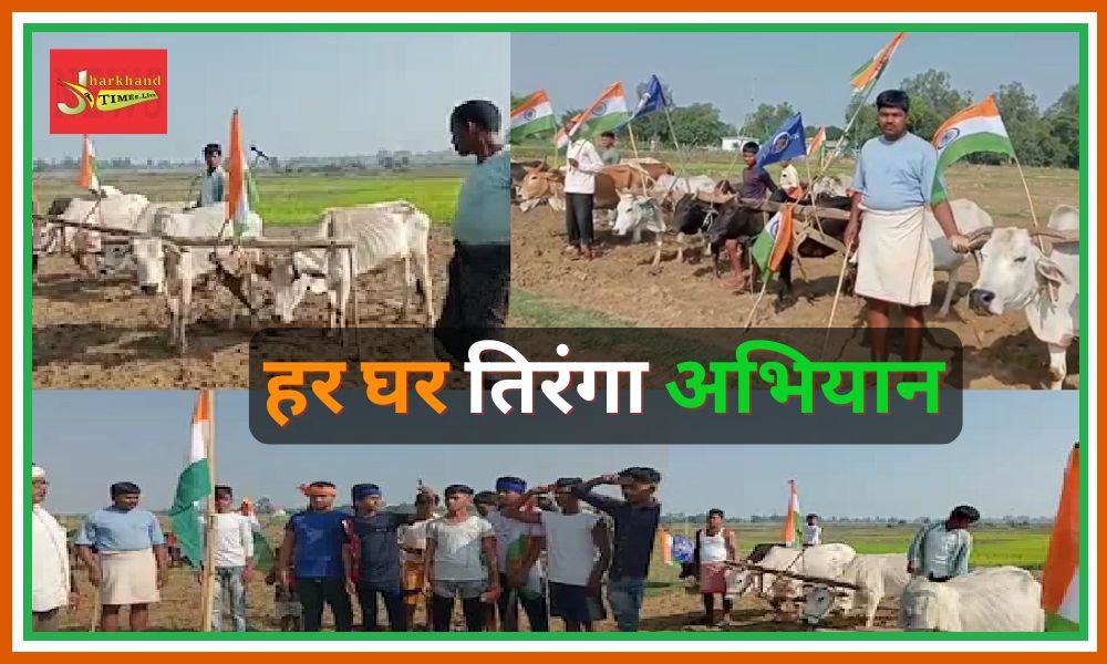 Farmers cultivated tricolor with plow-bull