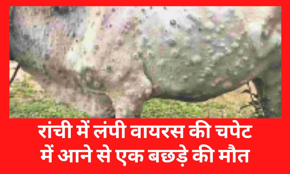 One calf dies due to Lumpy virus in Ranchi