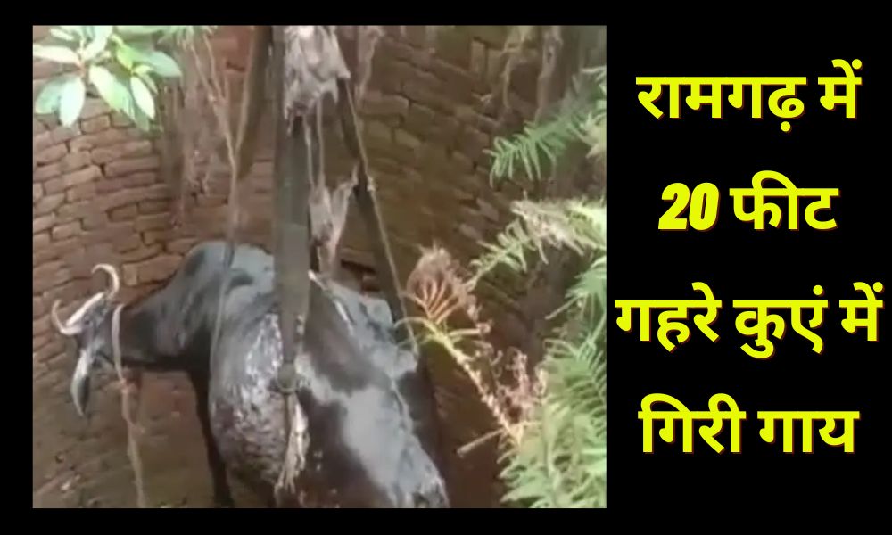 Cow fell in 20 feet deep well in Ramgarh