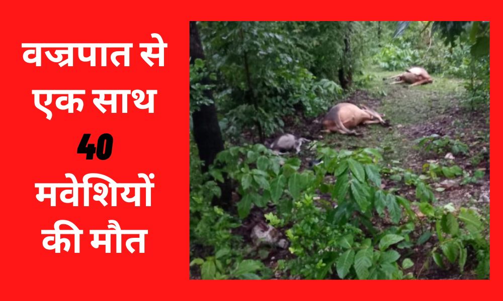 Thunderstorm wreaks havoc in Giridih, 40 cattle killed