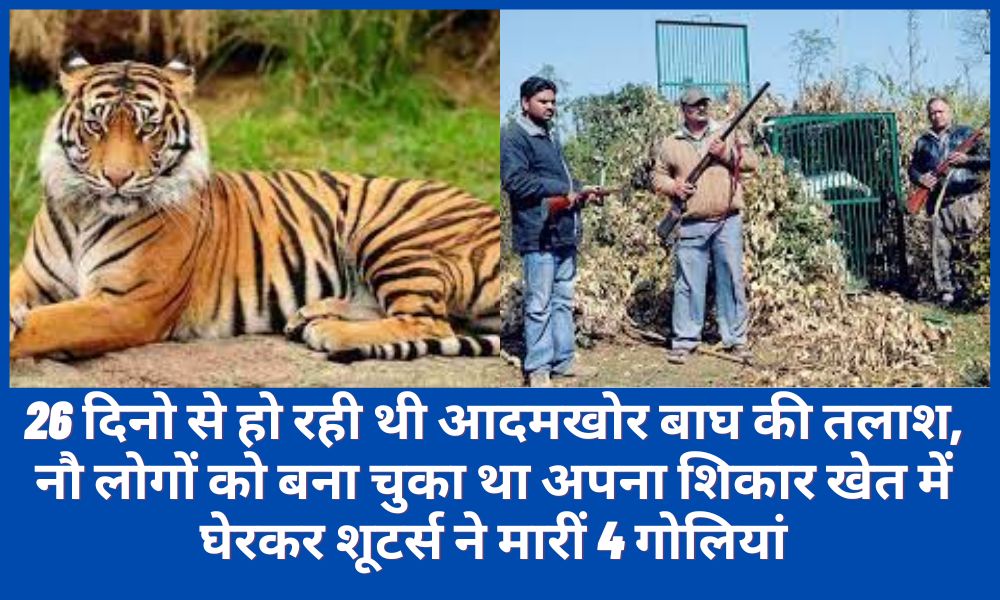 The man-eating tiger was being searched for 26 days, had made nine people surrounded by their prey in the field and the shooters fired 4 bullets