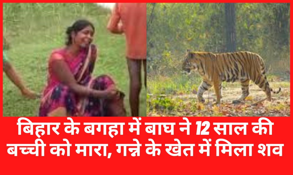 Tiger kills 12-year-old girl in Bihar's Bagaha, dead body found in sugarcane field