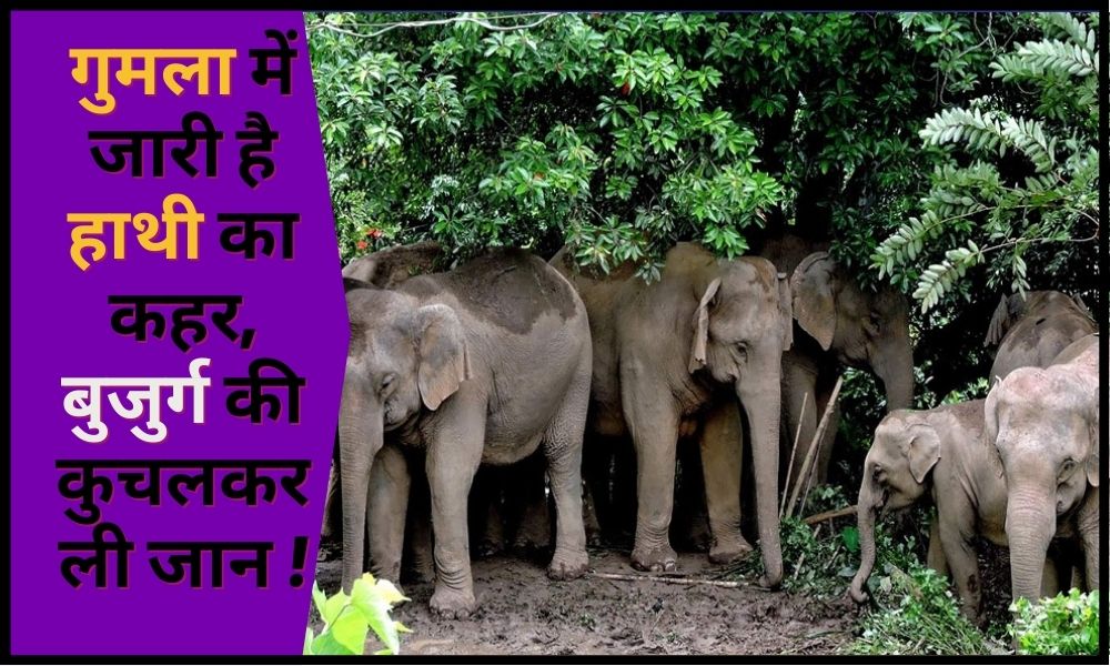 The terror of wild elephant continues in Gumla, then the life of an elderly person, fear among the villagers.