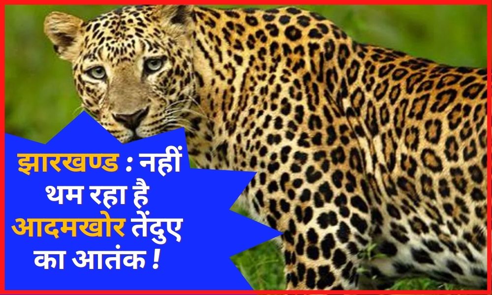 Jharkhand: The terror of man-eating leopard is not stopping!