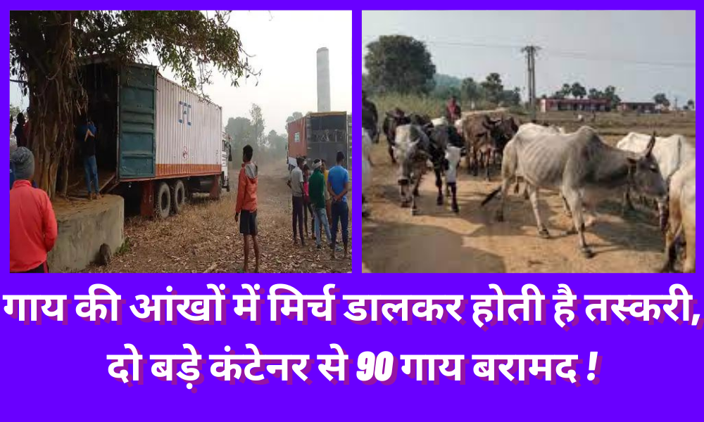 Smuggling is done by putting chili in cow's eyes, 90 cows recovered from two big containers!