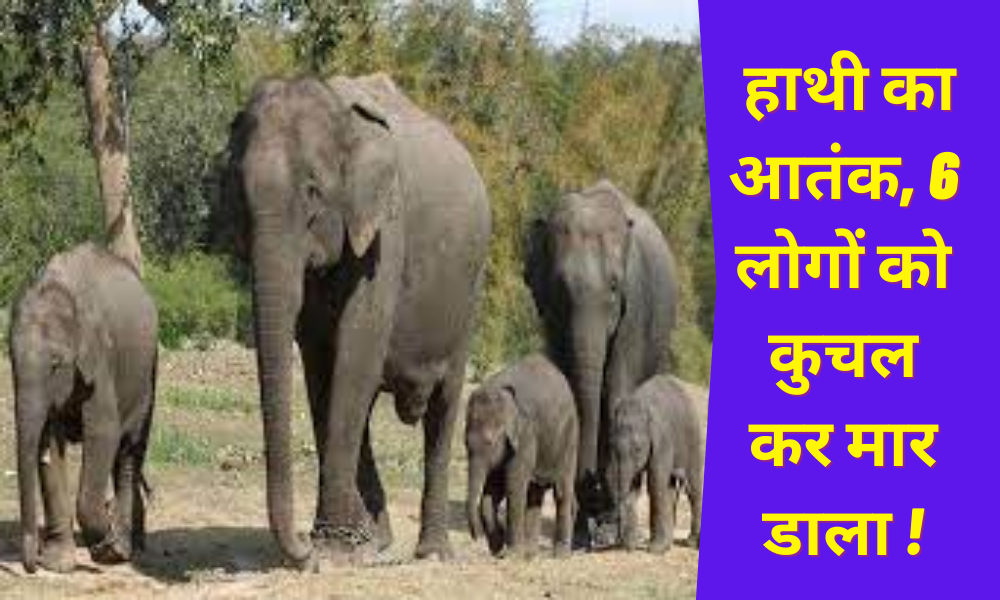 Jharkhand: Terror of elephant, crushed 6 people to death!