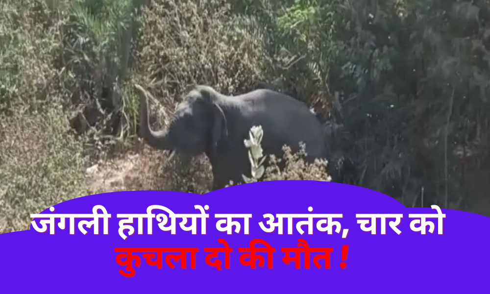 Hazaribagh: The terror of wild elephants, crushed four to death!